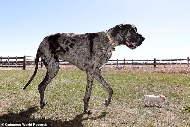 Gerçek Bir Masal Gibi Bir Buluşma: En Uzun ve En Kısa Köpeklerin Karşılaşması