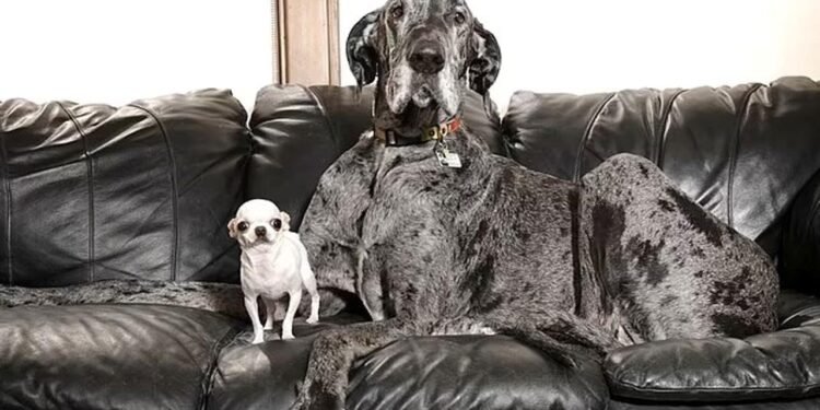 Dünyanın En Uzun ve En Kısa Köpekleri Buluştu: Sıra Dışı Bir Rekor Deneyimi