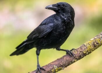 Kargaların Zekası ve Geometrik Yetenekleri Üzerine Yeni Bulgular