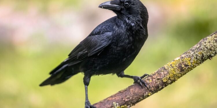 Kargaların Zekası ve Geometrik Yetenekleri Üzerine Yeni Bulgular