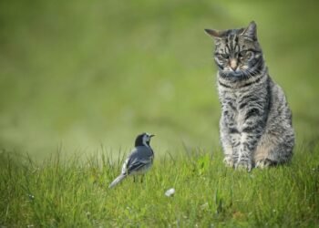 Kuş Gribi H5N1’in Hayvan ve İnsan Sağlığı Üzerindeki Yeni Tehditleri