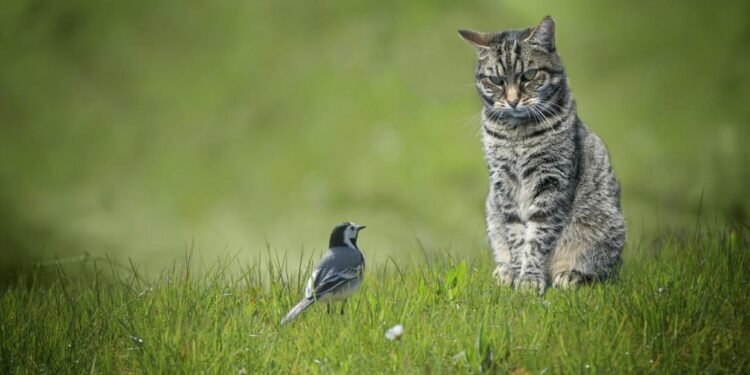 Kuş Gribi H5N1’in Hayvan ve İnsan Sağlığı Üzerindeki Yeni Tehditleri