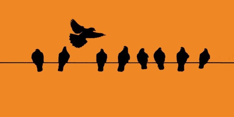 Richmond’da Gizemli Kuş Ölümleri ve Çözüm Arayışları