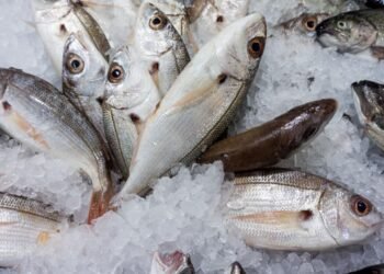 Balıkların Ölüm Sürecinde Yaşadığı Acı: İnsanlık ve Etik Sorgulamalar