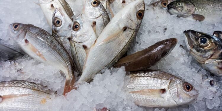 Balıkların Ölüm Sürecinde Yaşadığı Acı: İnsanlık ve Etik Sorgulamalar