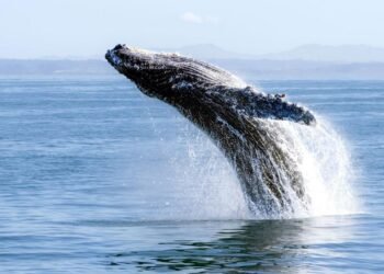 Kambur Balinalarla İnsanlar Arasındaki Gizemli İletişim Çabaları