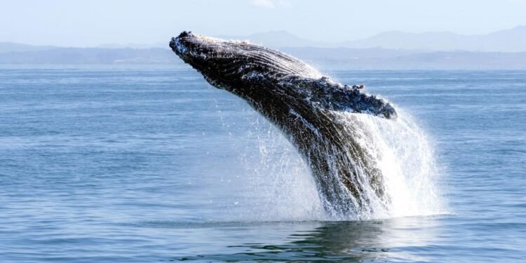 Kambur Balinalarla İnsanlar Arasındaki Gizemli İletişim Çabaları