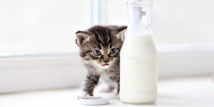 Kediler ve Süt: Gerçekler ve Yanlışlar