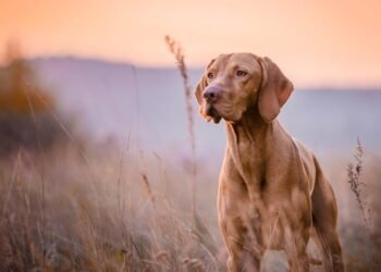 Köpeklerin İç Dünyasını Anlamada Yeni Bir Dönem: İletişimdeki Evrimsel Sıçrama