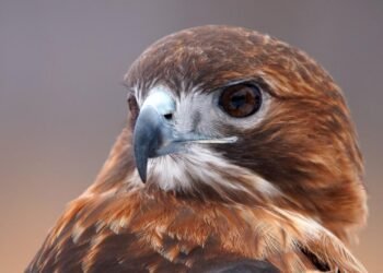 Kuşların Zekası ve Şehir Hayatına Adaptasyonları