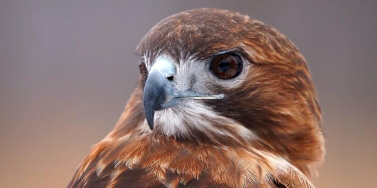 Kuşların Zekası ve Şehir Hayatına Adaptasyonları