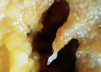 Mikroskobik Solucanların Sıradışı Toplumsal Davranışları: Doğada Yaratılan Canlı Kuleler