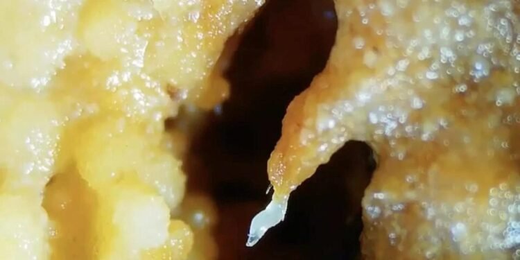 Mikroskobik Solucanların Sıradışı Toplumsal Davranışları: Doğada Yaratılan Canlı Kuleler