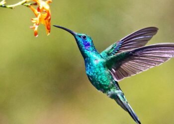 Sinek Kuşlarının Geri Uçuş Yeteneği ve Uçuş Mekanizması