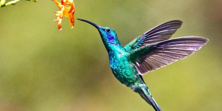 Sinek Kuşlarının Geri Uçuş Yeteneği ve Uçuş Mekanizması