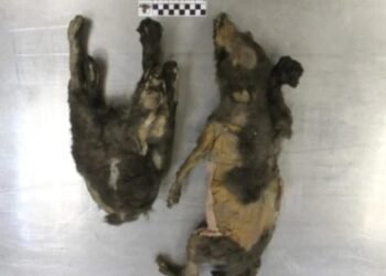 Tumat Yavruları: Buz Devri Kurtları veya İlk Köpekler Mi?