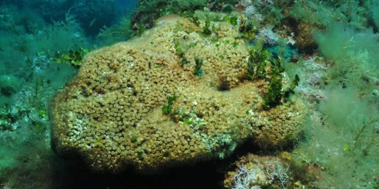 Akdeniz’de alarm: Mikroplastik yoğunluğu rekor seviyede