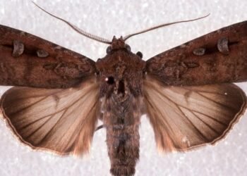 Bu kelebekler, yollarını bulmak için yıldızları kullanıyor