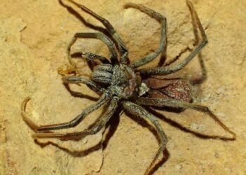 Mumyalanmış gözsüz böceklerin bulunduğu mağara bilim insanlarını hayrete düşürdü