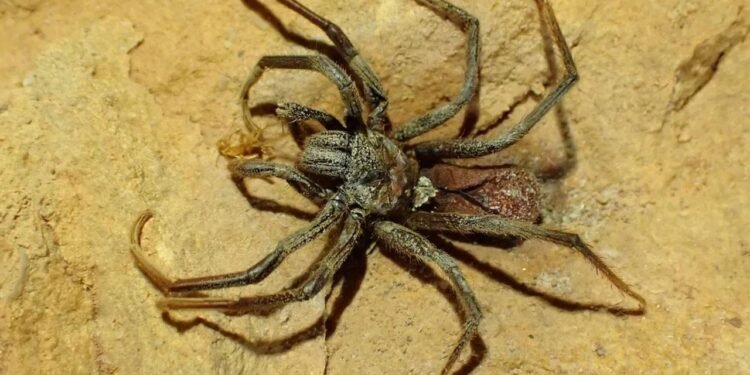 Mumyalanmış gözsüz böceklerin bulunduğu mağara bilim insanlarını hayrete düşürdü