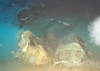 Okyanusa bir inek leşi bıraktılar, ortaya çıkanlar herkesi şaşırttı