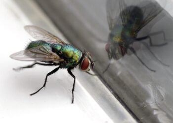 Sineklerden kurtulmanın basit yolu: Sadece iki malzeme yeterli