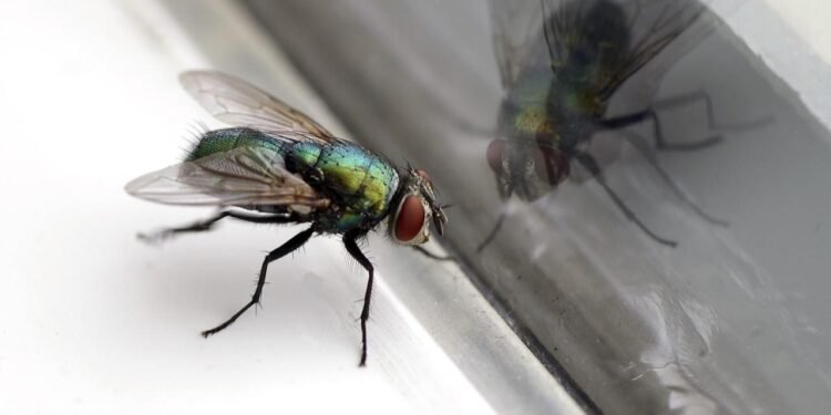 Sineklerden kurtulmanın basit yolu: Sadece iki malzeme yeterli