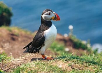 Yok oluş sinyalleri: Yüzlerce kuş türü için zaman daralıyor