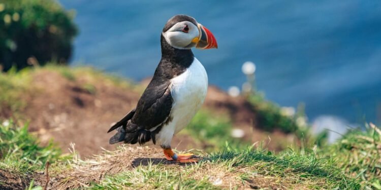 Yok oluş sinyalleri: Yüzlerce kuş türü için zaman daralıyor