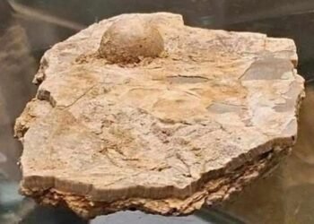 Bilim insanlarını heyecanlandıran keşif: Avustralya’da 100 milyon yıllık fosil inci bulundu