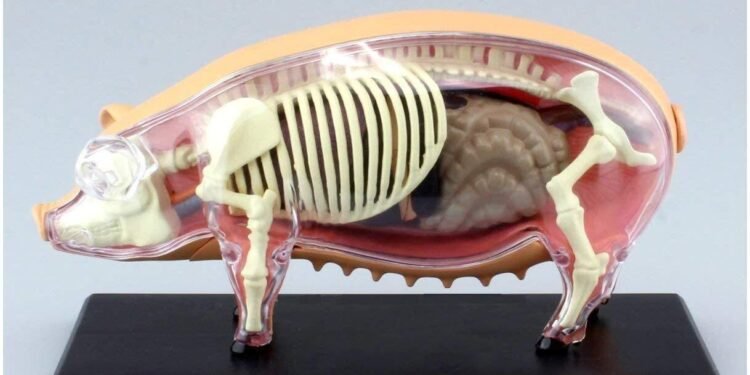 Ksenotransplantasyonun İlk Adımı: Domuz Akciğeriyle İnsan Deneyi ve Bu Yolun Zorlukları