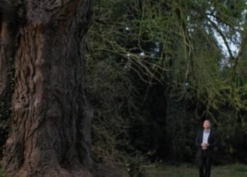 Sessiz Dost ve Gingko’nun Hikayesi: Enyedi’nin Doğayla İletişimi ve Mizansen Ustalığı