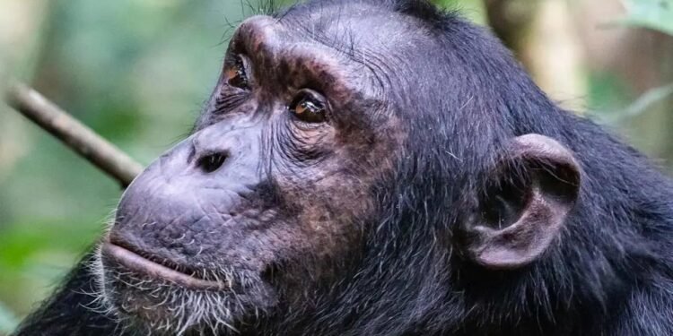 Ngogo Şempanze Topluluğunda İç Savaş: Evrimsel Kökenler ve Dişilerin Karşı Kesişen Rolleri